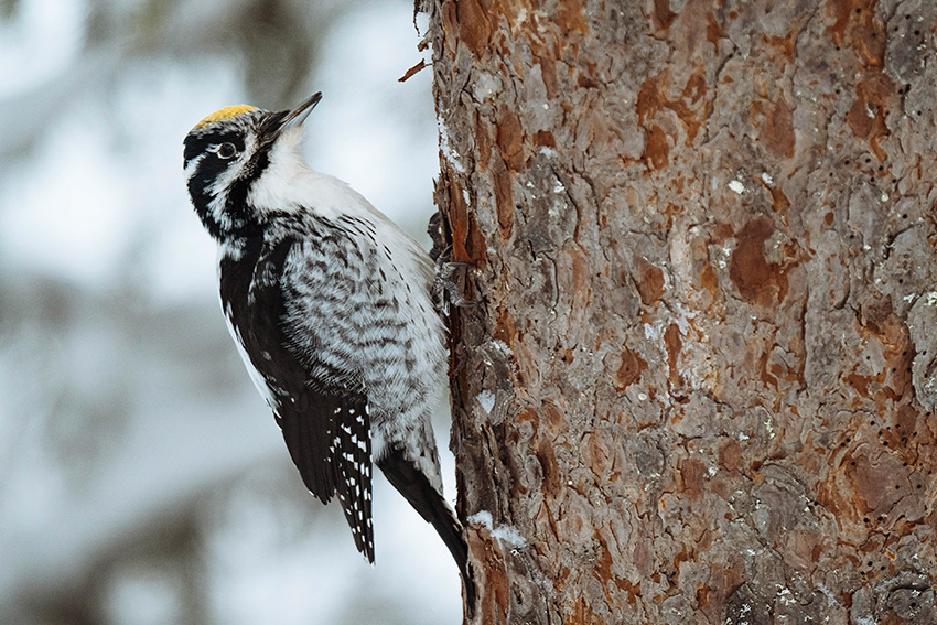 Pájaro carpintero en un árbol